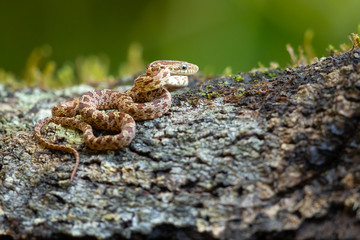 Senticolis triaspis, also known as the green rat snake. The species is endemic to Central America, Mexico, southern Arizona, and southern New Mexico. 