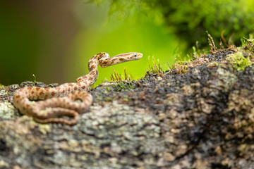 Senticolis triaspis, also known as the green rat snake. The species is endemic to Central America, Mexico, southern Arizona, and southern New Mexico. 