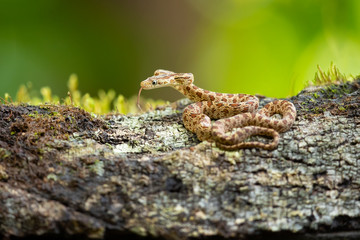 Senticolis triaspis, also known as the green rat snake. The species is endemic to Central America, Mexico, southern Arizona, and southern New Mexico. 