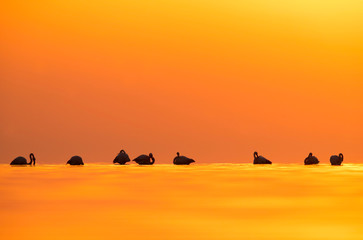 Greater Flamingos and beautiful  hues in sky and water during sunrise at Asker coast, Bahrain