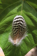 Raubvogelfeder Sri Lanka