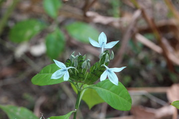 unbestimmte hellblaue Blüten