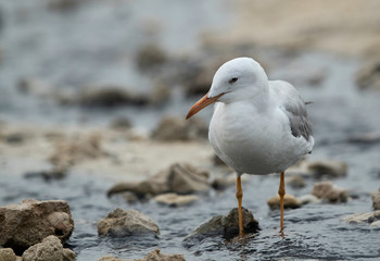 Portrait of a slender-billed gull at Busaiteen coast of Bahrain