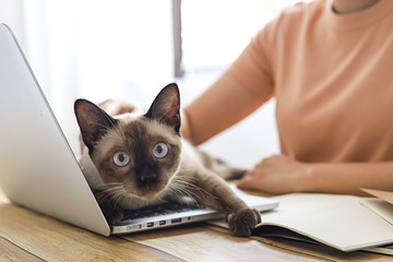 Coronavirus. Business woman working from home with cat Concept home quarantine prevention COVID-19,...