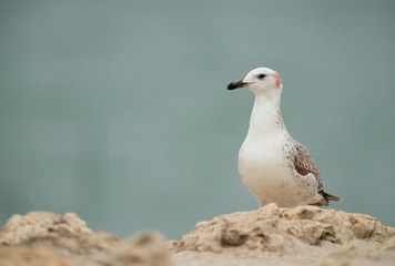 Lesser Black-backed Gull Juvenile on Limestone rock, Bahrain
