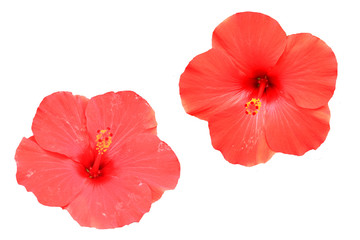 Hawaiian red hibiscus flower isolated on white
