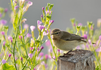Common Chiffchaff perched on a wooden log with beautiful flowers at the backdrop, Buri farm, Bahrain