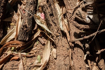 A pile of dry firewood