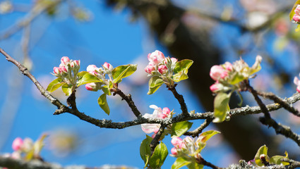 (Malus domestica) Gros plan sur fleurs roses en bouton d'un pommier domestique au feuillage vert frais sous un ciel bleu printanier