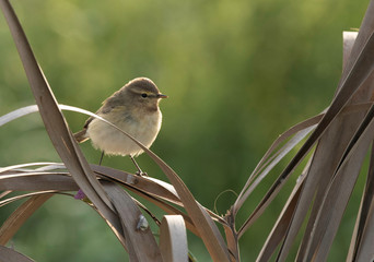 Common Chiffchaff perched on  dry palm leaves at Buri farm, Bahrain