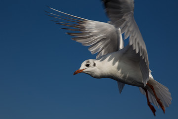 Istanbul, Turkey - A seagull is flying on blue sky background