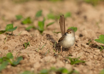 Graceful prinia at Buri farm, Bahrain