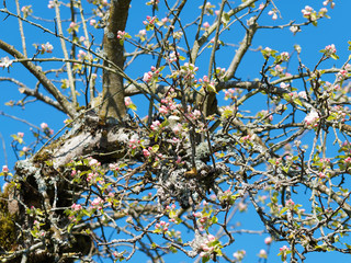 Malus domestica | Pommier en fleurs sous un ciel bleu printanier