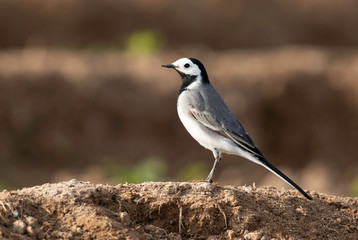 White wagtail at Buri farm, Bahrain