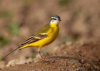 Portrait of a Western Yellow Wagtail at Buri Farm, Bahrain