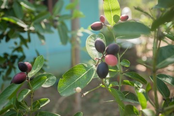 Natural fruit in Thailand