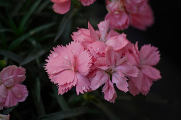 peach flowers on dark background