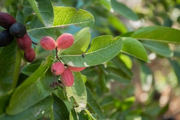 Natural fruit in Thailand