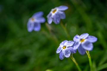ハナニラの花 春イメージ