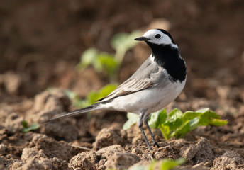 Closeup of a White wagtail at Buri farm, Bahrain