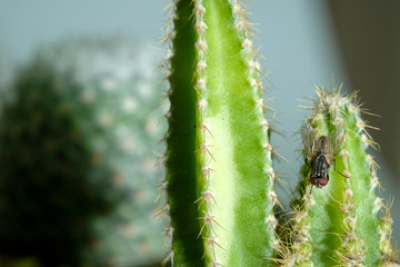 macro Fly On the cactus