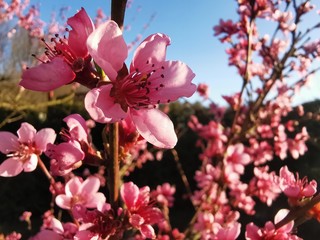peach blossom macro at spring in sunshine on a peach tree