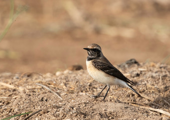 Closeup of a Pied wheatear at Buri farm, Bahrain
