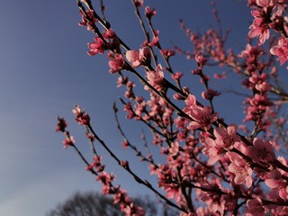 peach blossom at spring in sunshine on a peach tree