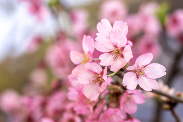 桜の花　春イメージ