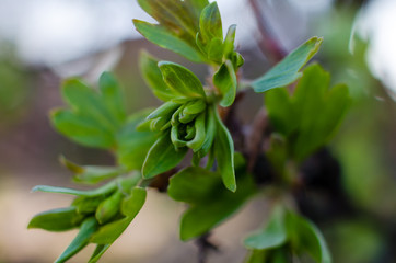 Branch with green leaves. gooseberries in spring. close-up, macro