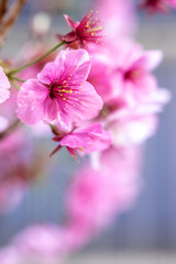 Obraz premium 桜の花 春イメージ