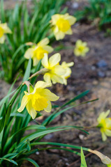 Daffodils in the spring garden. Spring flowering, blossom