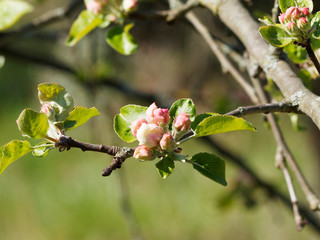 (Malus domestica) Gros plan sur fleurs aux pétales blancs et boutons roses, feuillage naissant vert frais, d'un pommier domestique