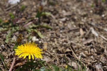 wild flower on the outdoor