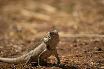 Calotes versicolor close up from front side