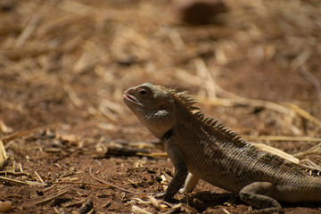 Calotes versicolor close up from back side