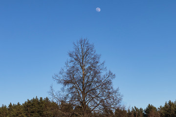 Daylight The moon is visible in the blue sky. Nearby stands a conifer,