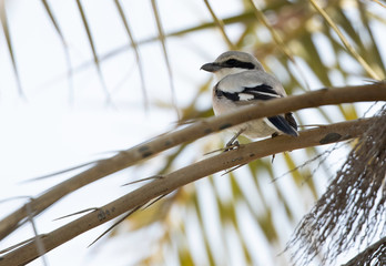 Great Grey Shrike perched on date tree at Buri farm, bahrain