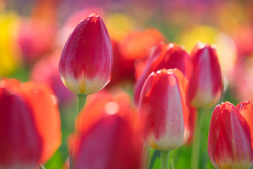 チューリップの花　春イメージ