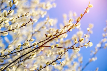 Blossoming willow in the early spring on a background of blue sky
