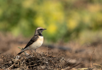 Portrait of a Pied wheatear at Buri farm, Bahrain