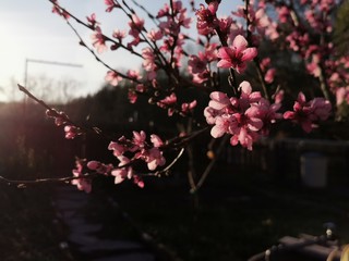 peach blossom at spring in sunshine on a peach tree