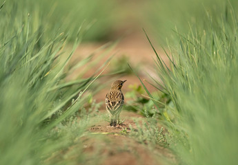 Red throated pipit in the middle of crop at Buri farm, Bahrain
