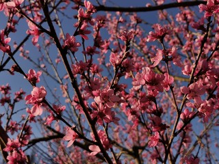 peach blossom at spring in sunshine on a peach tree