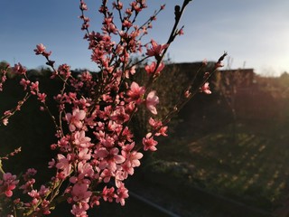 cherry blossom tree