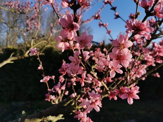 pink cherry blossom