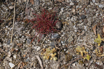 sprout of flower on the outdoor