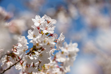 Obraz premium 桜の花 春イメージ