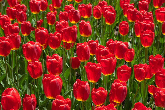 Bowling green park, New York City - fresh red tulips in spring time.