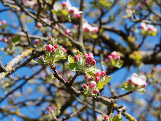 (Malus domestica) Gros plan sur fleurs roses en bouton d'un pommier domestique au feuillage vert frais sous un ciel bleu printanier
